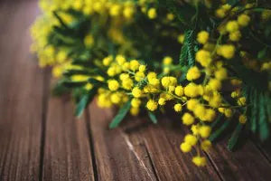 Festa della donna, 8 marzo: storia e significato