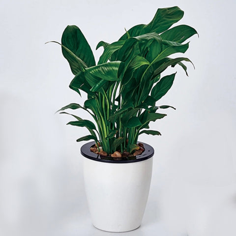 Vasi da fiori pigri Plante en vaso idroponiche ad assorbimento automatique dell'acqua Vasi da fiori en plastica circolare in resina Fioriera autoirrigante con design a doppio strato, Diamètre: 12 cm, Hauteur: 12,2 cm, Diamètre: 12 cm, Hauteur: 12,2 cm
