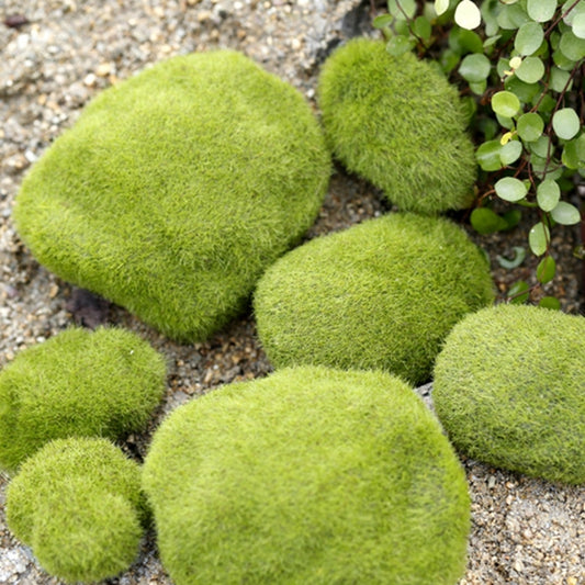 Simulazione di muschio falso Simulazione di muschio di pietra briofita che affolla accessori di decorazione micro paesaggio per prato falso, diametro: 10 cm, 10cm