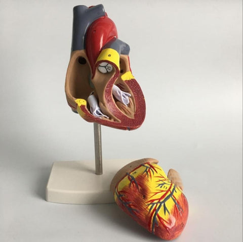 1: 1 Modello anatomico del cuore umano Cardiologia medica Modello didattico di anatomia del cuore con contrassegno numerico, Human Heart Anatomical Model