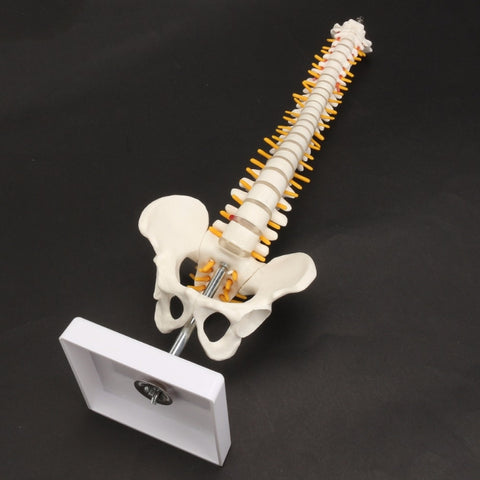 Colonna vertebrale umana da 45 cm con modello pelvico Anatomia anatomica umana Modello medico della colonna vertebrale modello + supporto flessibile, Human Spine Model