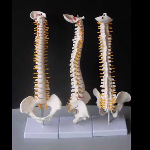 Colonna vertebrale umana da 45 cm con modello pelvico Anatomia anatomica umana Modello medico della colonna vertebrale modello + supporto flessibile, Human Spine Model